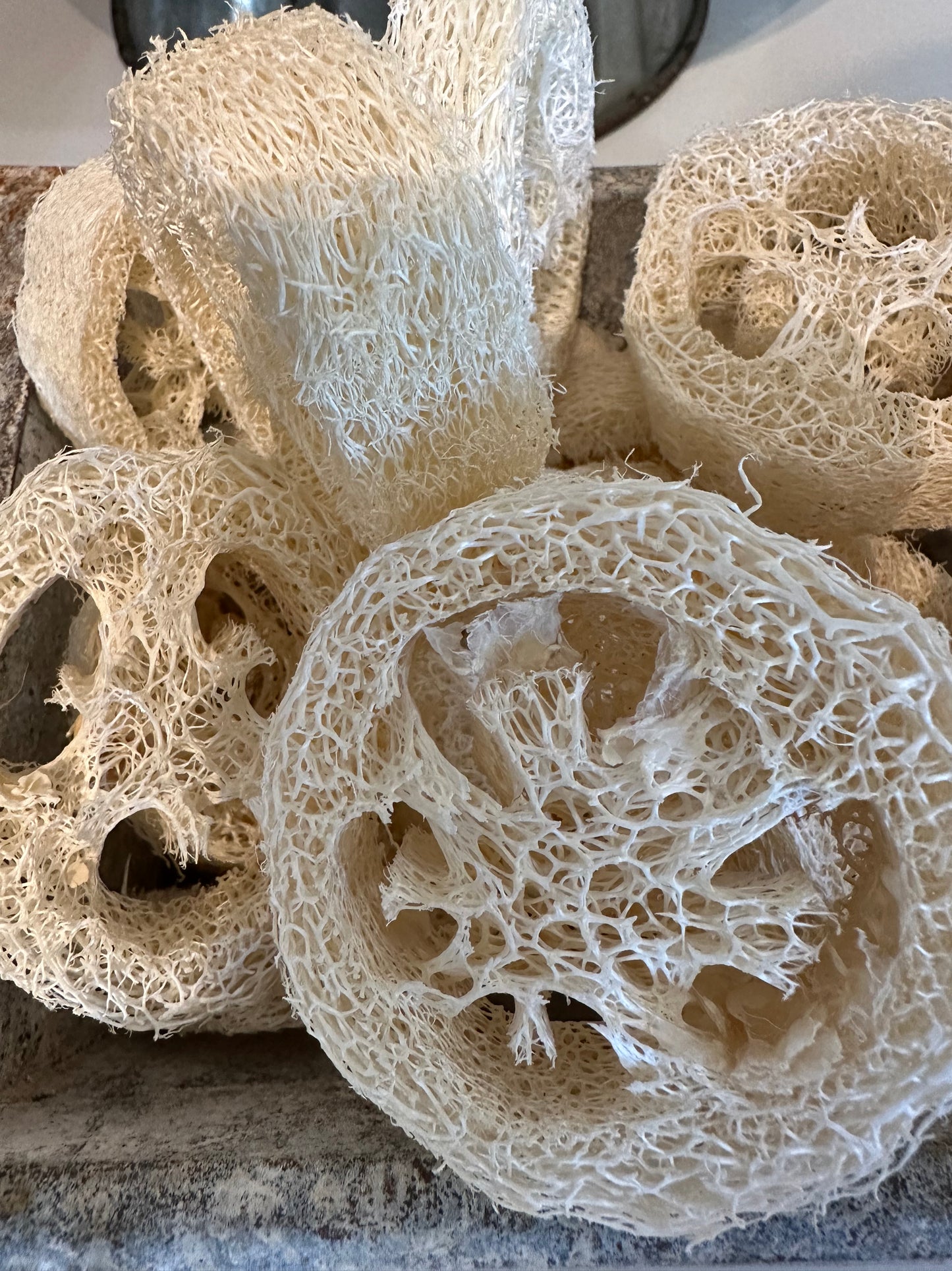 Loofah Slices - 2.25-3.25 - Idaho Soap Company