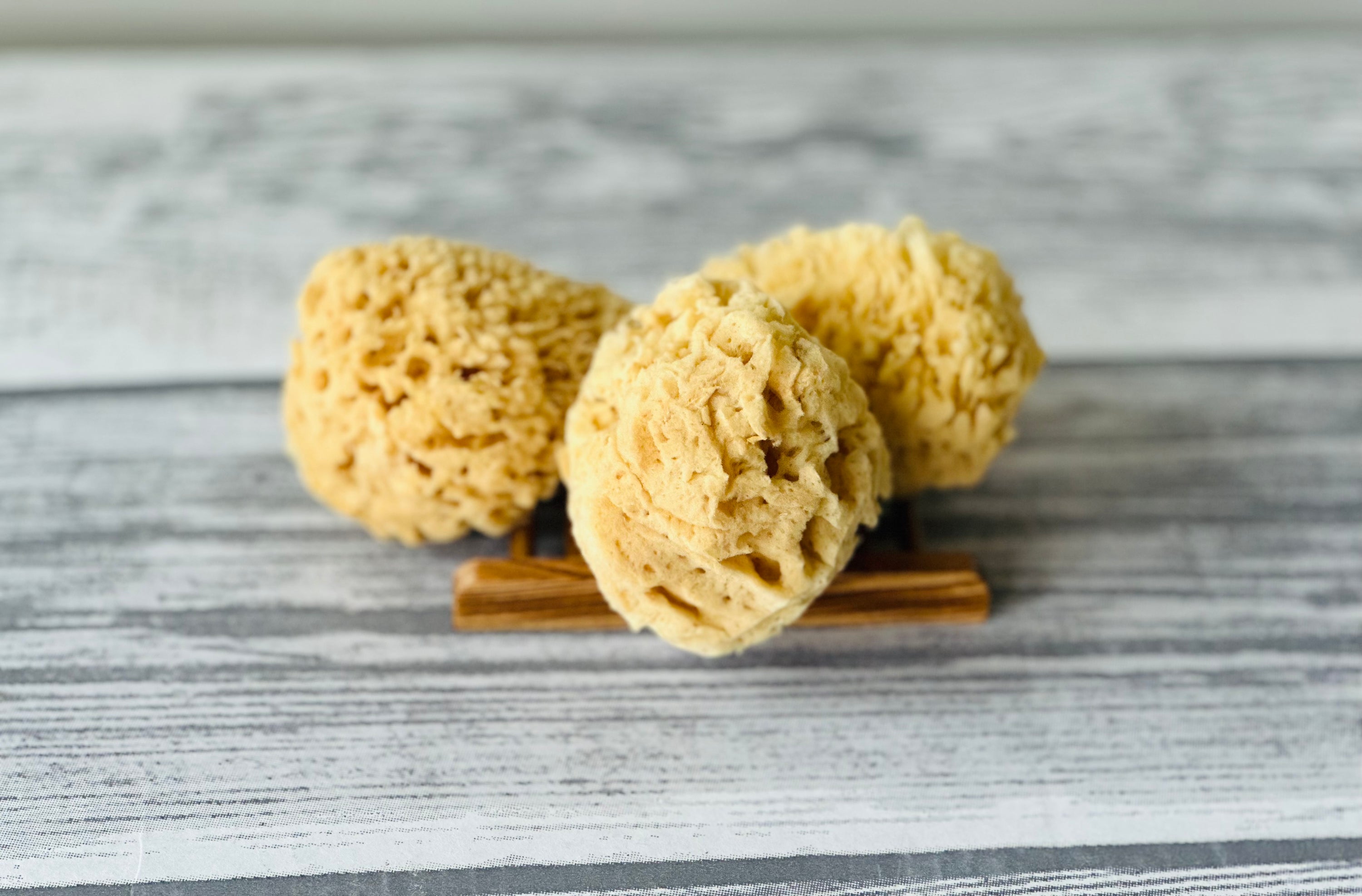 Wool Sea Sponges 2.50-3.50 - Idaho Soap Company