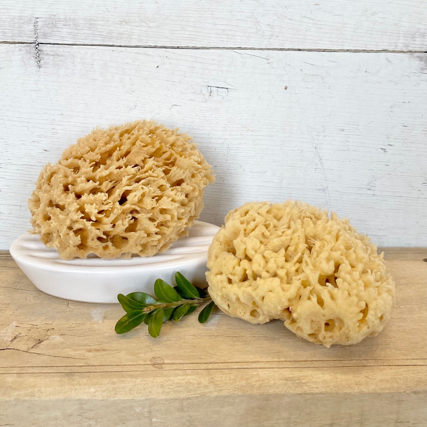 Natural Wool Sea Sponges – Idaho Soap Company