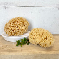 Wool Sea Sponges - Idaho Soap Company